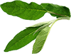 sage leaves